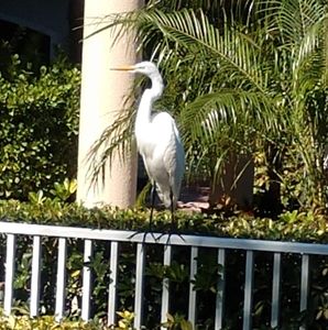 Meet your Posher, Elaine